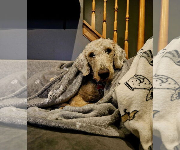 Medium Photo #13 Goldendoodle Puppy For Sale in Farmington, MN, USA