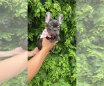 Small #3 French Bulldog