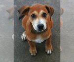 Small Photo #8 Feist Terrier-Labrador Retriever Mix Puppy For Sale in Attalka, AL, USA