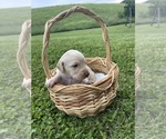 Small #6 Labradoodle
