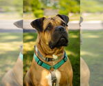 Small #2 Bullmastiff-Rottweiler Mix