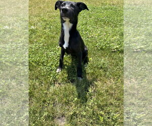 Labrador Retriever-Unknown Mix Dogs for adoption in MIDWAY, UT, USA
