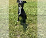 Small Labrador Retriever Mix
