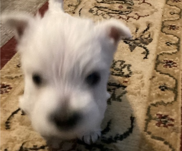 Medium Photo #5 West Highland White Terrier Puppy For Sale in STEAMBOAT SPRINGS, CO, USA
