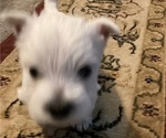 Small #4 West Highland White Terrier