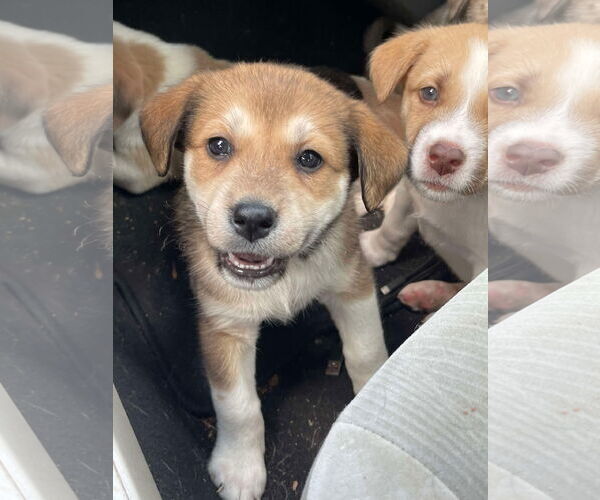 Medium Photo #4 Mutt Puppy For Sale in Westwood, NJ, USA