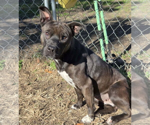 Medium Photo #4 Mutt Puppy For Sale in Anniston, AL, USA