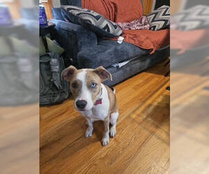 Nessa - Female Mutt Dog for Adoption - Photo #4