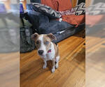 Small Photo #4 Mutt Puppy For Sale in Brooklyn Center, MN, USA