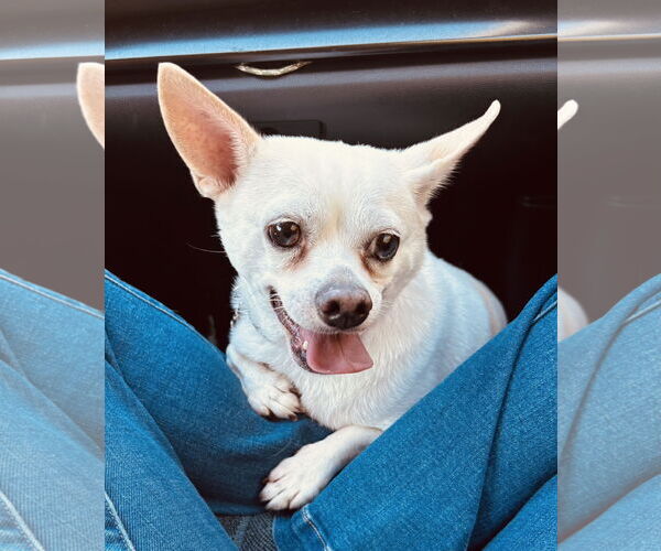 Medium Photo #1 Chihuahua Puppy For Sale in St. Louis Park, MN, USA