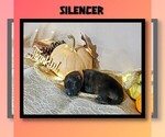 Puppy Silencer German Shepherd Dog