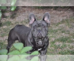 Mother of the French Bulldog puppies born on 02/05/2022