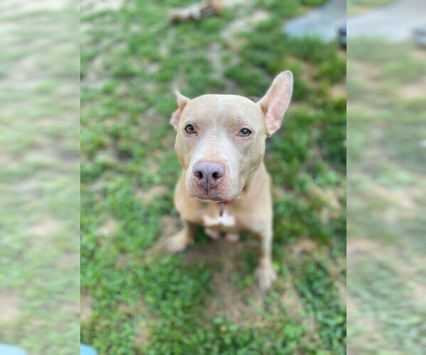 Medium Photo #7 American Pit Bull Terrier Puppy For Sale in Gloversville, NY, USA