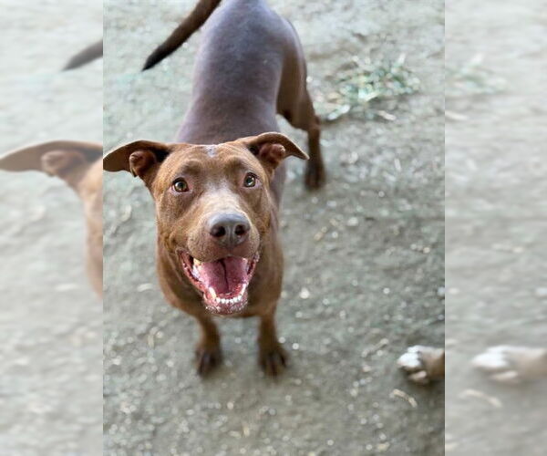 Medium Photo #2 American Pit Bull Terrier Puppy For Sale in Riverside, CA, USA