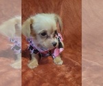 Small Photo #87 Yorkshire Terrier Puppy For Sale in AKRON, OH, USA