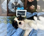 Small #6 Cavalier King Charles Spaniel
