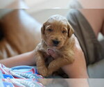 Small #8 Goldendoodle (Miniature)