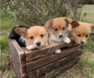 Pembroke Welsh Corgi Litter for sale in MIDLOTHIAN, TX, USA