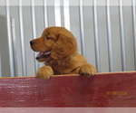 Small #4 Golden Retriever