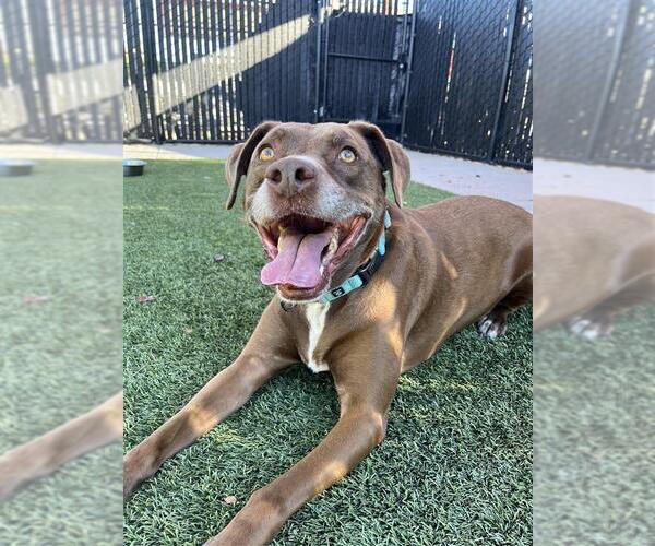 Medium Photo #1 American Staffordshire Terrier-Unknown Mix Puppy For Sale in Elk Grove, CA, USA