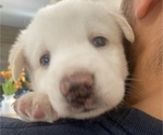 Puppy 3 Labrador Retriever-Siberian Husky Mix