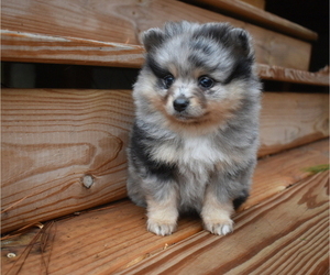Pomeranian Puppy for Sale in DINWIDDIE, Virginia USA