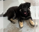 Small Photo #46 German Shepherd Dog Puppy For Sale in BRIGHTON, CO, USA
