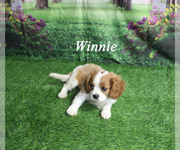 Medium Photo #3 Cavalier King Charles Spaniel Puppy For Sale in CHANUTE, KS, USA