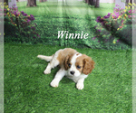 Small #2 Cavalier King Charles Spaniel