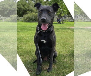 Venus - Female Labrador Retriever-Unknown Mix Dog for Adoption - Photo #3