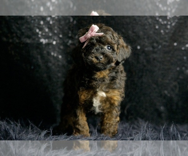Medium Photo #19 Poodle (Miniature) Puppy For Sale in WARSAW, IN, USA