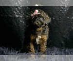 Small Photo #19 Poodle (Miniature) Puppy For Sale in WARSAW, IN, USA