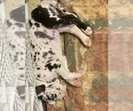 Small Photo #80 Great Dane Puppy For Sale in MARICOPA, AZ, USA