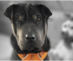 Small Chinese Shar-Pei
