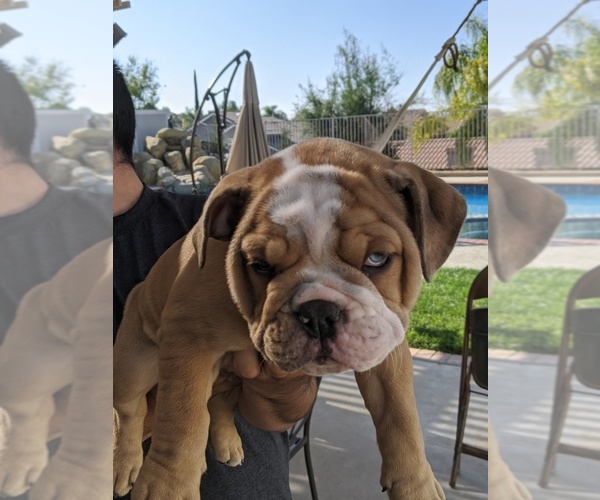 Medium Photo #1 Bulldog Puppy For Sale in CORONA, CA, USA