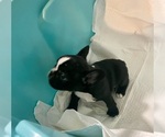 Small #8 French Bulldog