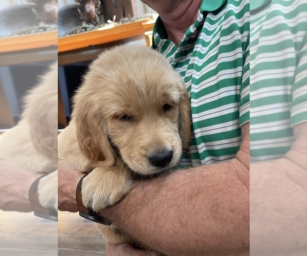 Medium Photo #1 Golden Retriever Puppy For Sale in NEOSHO, MO, USA