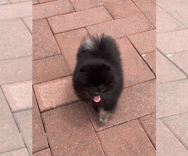 Medium Photo #11 Pomeranian Puppy For Sale in GLEN BURNIE, MD, USA