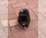 Small #10 Pomeranian
