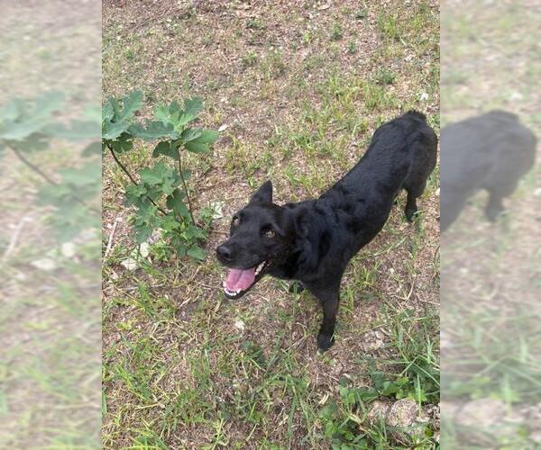 Medium Photo #1 Australian Kelpie-Collie Mix Puppy For Sale in San Antonio, TX, USA