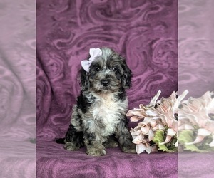 Cock-A-Poo Puppy for sale in NEW HOLLAND, PA, USA
