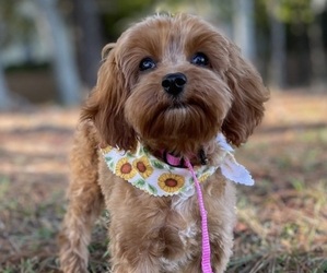 Mother of the Cavapoo puppies born on 07/24/2025