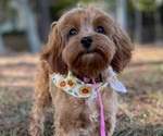 Small Photo #1 Cavapoo Puppy For Sale in BELLEVUE, WA, USA