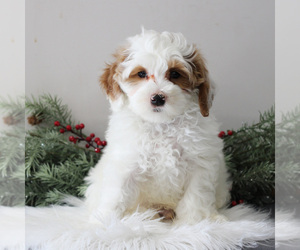 Goldendoodle (Miniature) Puppy for sale in EAST EARL, PA, USA