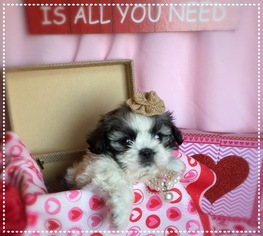 Shih Tzu Puppy for sale in CHILLICOTHE, OH, USA