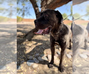 Mastiff Dogs for adoption in Goodyear, AZ, USA