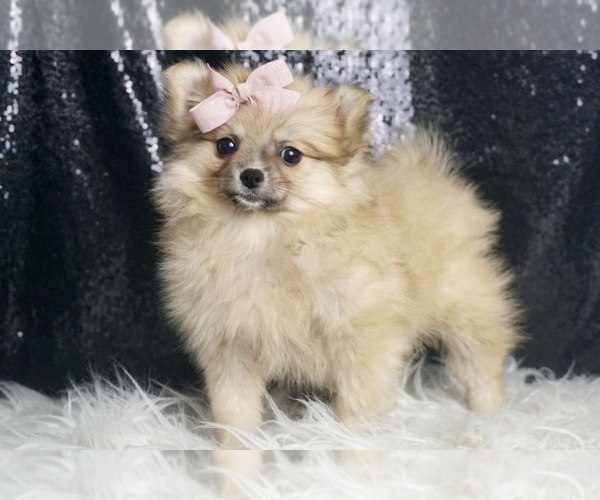 Medium Photo #5 Pomeranian Puppy For Sale in WARSAW, IN, USA