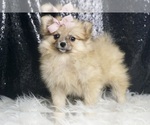 Small #4 Pomeranian