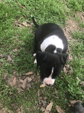 Medium Photo #33 American Pit Bull Terrier Puppy For Sale in GRIFFIN, GA, USA