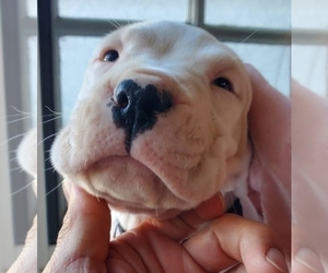 Dogo Argentino Puppy for sale in WESTMINSTER, CA, USA